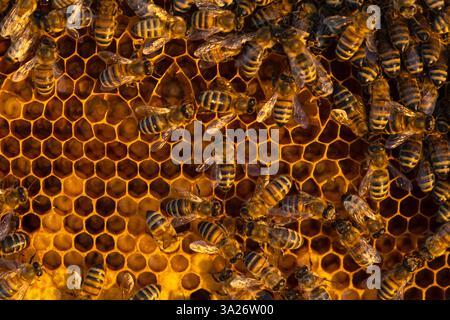 Les abeilles s'assoient sur des nids d'abeilles avec du miel dans un cadre d'abeille dans un gros plan de ruche d'abeille. Apiculture, scellement des nids d'abeilles avec de la cire et verser du miel, élevage et keepin Banque D'Images