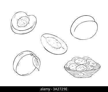 Ensemble d'abricots. Illustration isolée dessinée à la main sur blanc. Abricots entiers avec feuilles, fruits tranchés et abricots séchés dans un bol en bois. Illustration de Vecteur