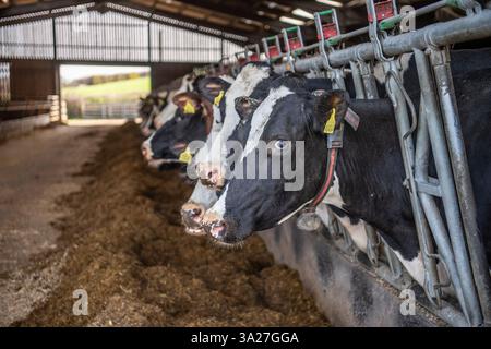 vaches laitières mangeant de l'ensilage dans une grange Banque D'Images