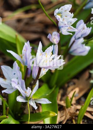 Fleurs bleues pâles et blanches du bulbe de courge blanc à floraison printanière précoce, Scilla mischtschenkoana Banque D'Images