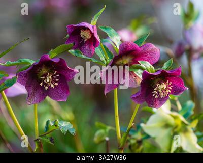 Hellebore hybride robuste rouge foncé, Helleborus x orientalis, floraison à la fin de l'hiver. Banque D'Images