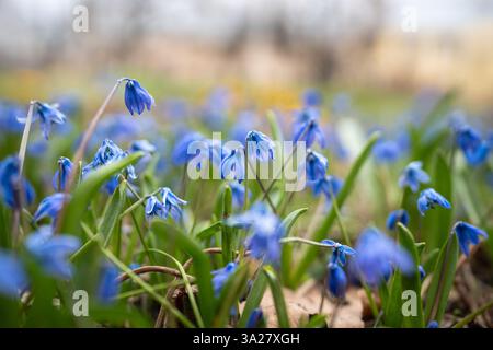 Scilla siberica avec des fleurs bleues ou scilla siberica au début du printemps en mars Banque D'Images