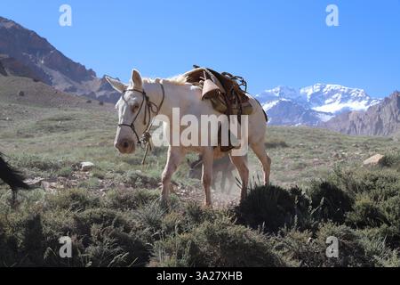 Une journée ensoleillée dans le parc national de l'Aconcagua, Mendoza, Argentine. Les animaux de meute transportent des provisions le long d'un sentier de trekking vers un camp d'alpinisme Banque D'Images