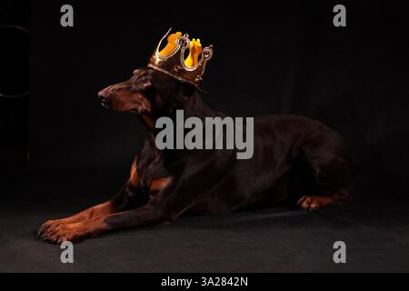 Chien Doberman avec une couronne royale sur sa tête sur un fond blanc Banque D'Images
