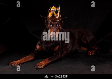 Chien Doberman avec une couronne royale sur la tête regardant droit devant Banque D'Images