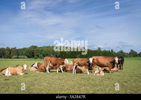 Hereford bovins vaches et veaux en été sur un champ rural. Bétail Hereford pâturant sur un pâturage sur la prairie côtière. Mise au point sélective. Banque D'Images