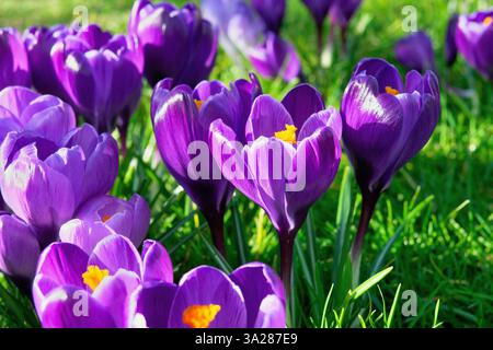 Gros plan de crocus bleu violet fleuri poussant dans la pelouse Banque D'Images