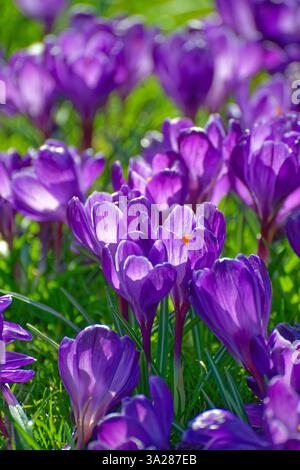 Gros plan de crocus bleu violet fleuri poussant dans la pelouse Banque D'Images
