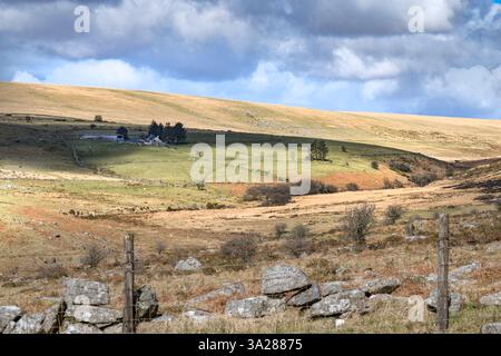 Agriculture hivernale difficile sur Dartmoor Banque D'Images