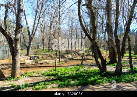 Ifrane, Maroc. Vue sur les avenues verdoyantes bordées d'arbres de la ville d'Ifrane, une station balnéaire marocaine dans les montagnes du moyen Atlas à Mor Banque D'Images