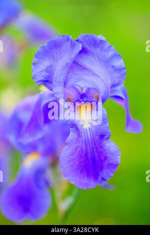 Gros plan d'une fleur d'Iris germanica au printemps Banque D'Images