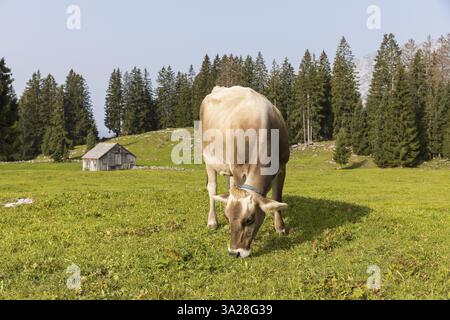 Bovins (Bovini) sur une prairie de montagne, au fond une vieille cabane en bois, Arvenbueel, Amden, réunis Gallen, Switzerland, Europe Banque D'Images