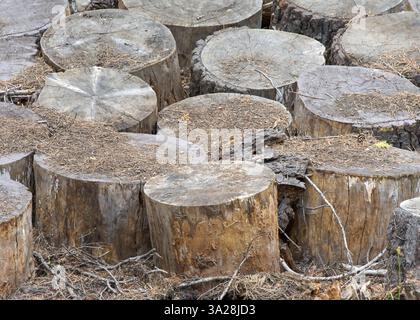 Beaucoup de troncs d'arbres coupés et empilés les uns à côté des autres avec des aiguilles de pin tombant sur eux des arbres au-dessus. Banque D'Images