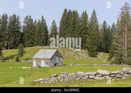 Ancienne cabane en bois dans un pré entre les restes de murs de pierre de carrière, Arvenbueel, Amden, offert Gallen, Switzerland, Europe Banque D'Images