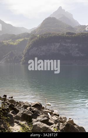 Vue de la rive nord aux montagnes au sud du lac Walen, Amden, réunis Gallen, Suisse, Europe Banque D'Images