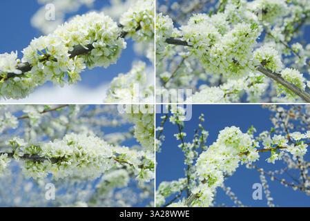 Ensemble de branches de prunier Banque D'Images
