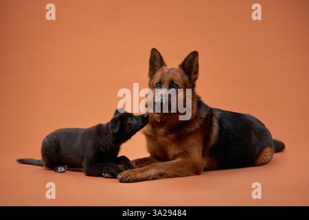 Un Berger allemand est assis avec un chiot noir sur un fond couleur pêche. Leur interaction met en évidence leur connexion et leur relation ludique dans un Banque D'Images