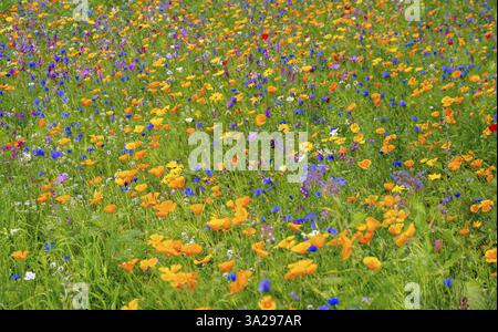 Belle prairie verte d'été avec des fleurs sauvages en pleine floraison Banque D'Images