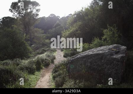 Flare vu au-dessus des pins et une roche dolomie créée par le soleil du matin, un sentier de randonnée et des buissons sur ses côtés vus un jour d'hiver dans la forêt. Banque D'Images