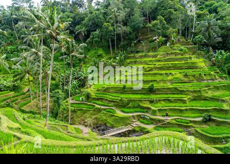 Ubud, Bali, Indonésie - 12 janvier 2025 : touristes visitant les rizières de Tegalalang ou la terrasse de riz connue localement à Ubud, Bali, Indonésie. Banque D'Images