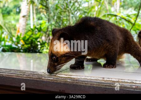 Une civette de palmier asiatique (Paradoxurus hermaphroditus) dans un café en Indonésie. Banque D'Images
