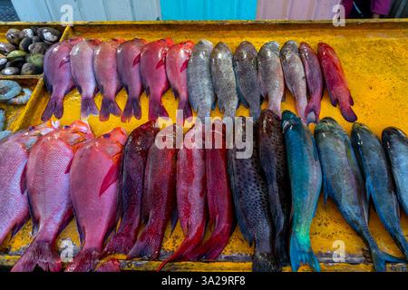 Mérous colorés frais et autres fruits de mer sur la table à vendre au marché aux poissons. Indonésie Banque D'Images