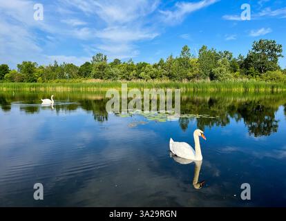 Cygnes nageant dans un étang Banque D'Images