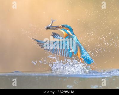 Kingfisher européen commun (Alcedo atthis). River Kingfisher Flying après avoir émergé de l'eau attrapant des poissons sur fond naturel lumineux. Wildlife SCE Banque D'Images