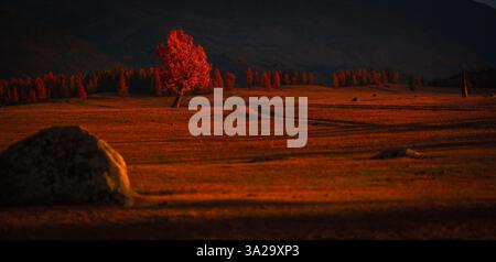 Arbre d'automne vibrant et isolé en plein champ éclairé avec des feuilles saisonnières et une lumière chaude Banque D'Images