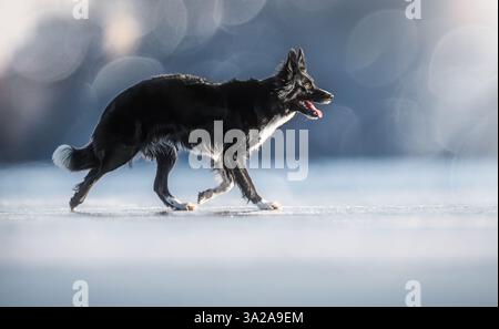 Noir et blanc Border Collie courir à travers un paysage hivernal enneigé, exsudant énergie et élégance. Banque D'Images