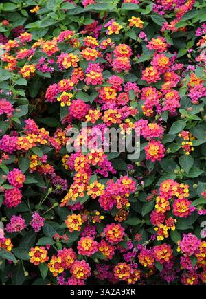 Arbuste verveine ou Lantana commune, Lantana camara 'Orange', Verbenaceae. Plante de litière hybride originaire des régions tropicales des Amériques. Banque D'Images