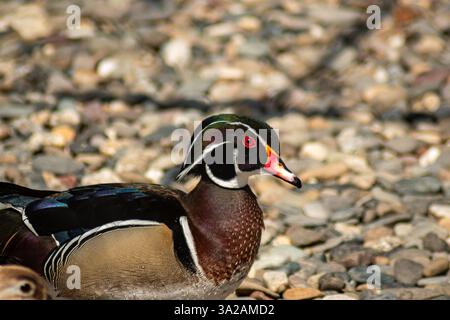 Gros plan d'un canard mâle en bois avec un plumage vibrant, des yeux rouges et un bec coloré sur un sol rocheux Banque D'Images