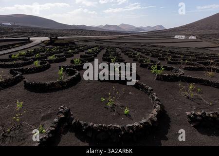 Vignobles sur sol volcanique noir dans la région de la Geria, Lanzarote, îles Canaries, Espagne Banque D'Images