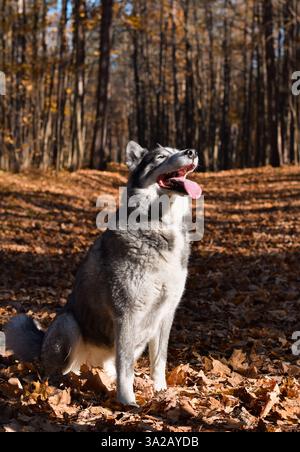 Portrait d'un chien Husky assis sur le sentier forestier d'automne avec la langue vers le soleil Banque D'Images