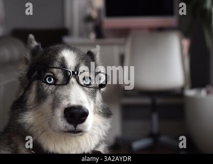 Portrait de chien Husky dans des lunettes regardant la caméra avec espace de copie Banque D'Images