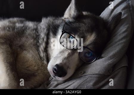 Chien paresseux dans des lunettes reposant sur un canapé à la maison Banque D'Images