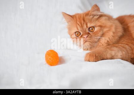 Chat persan gingembre allongé sur la literie blanche jouant avec un jouet Banque D'Images