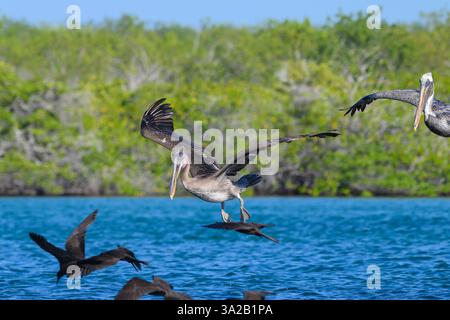 Galapagos Brown Pelican, Pelecanus occidentalis urinator, et Galapagos Brown Noddy, Anous stolidus galapagensis. Île de Santa Cruz, Galápagos Nationa Banque D'Images