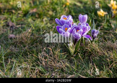 Délicats et beaux crocus violets avec des pétales vibrants et des étamines orange vif fleurissant dans l'herbe verte par une journée de printemps ensoleillée Banque D'Images