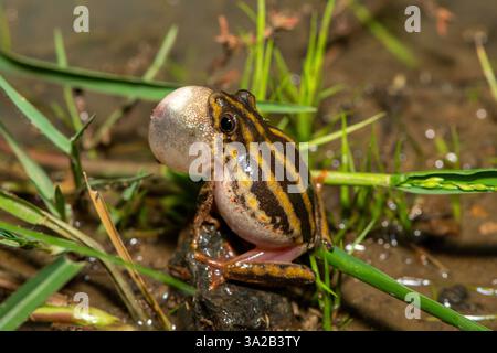 Une mignonne grenouille roseau peinte (Hyperolius marmoratus marmoratus), également connue sous le nom de grenouille roseau marbrée, appelant au bord d'un étang Banque D'Images