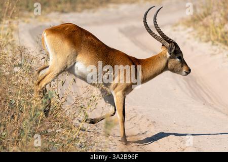 Lechwe rouge (Kobus leche) dans le delta de l'Okavango au Botswana, Afrique Banque D'Images
