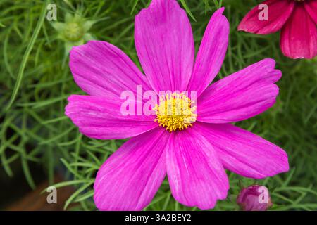 Gros plan de fleurs naines roses Cosmos bipinnatus Sonata Series poussant dans des récipients à l'intérieur de la serre au printemps. Banque D'Images