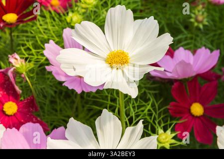 Grossissement de fleurs naines de Cosmos bipinnatus Sonata Series cultivées, blanches, roses, roses foncées et cerises, poussant dans des conteneurs à l'intérieur d'une serre au printemps. Banque D'Images