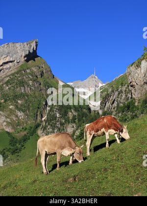 Vaches en pâturage dans le canton d'Appenzell, Suisse. Banque D'Images