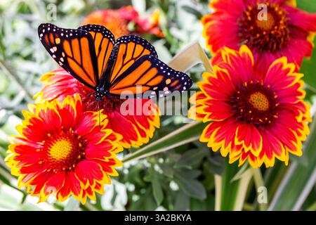 Papillon coloré d'aspersion de lait se nourrissant de nectar de fleur de couverture de jardin avec fleurs jaune rouge orange ardent. Danaus plexippus sur Gaillardia Banque D'Images