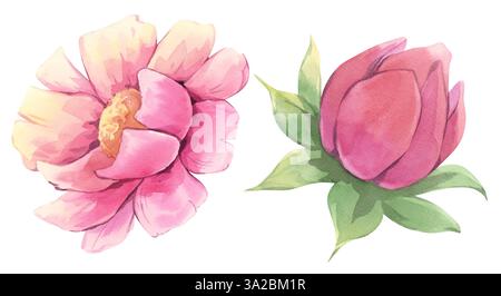 Fleurs roses. Pivoines. Aquarelle. Décor pour arrangement floral. Banque D'Images