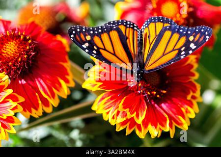Gros plan de beau papillon monarque avec des ailes encollement élargi sur le jardin Arizona Sun Blossom avec des fleurs orange rouge jaune. Danaus plexipppus Banque D'Images
