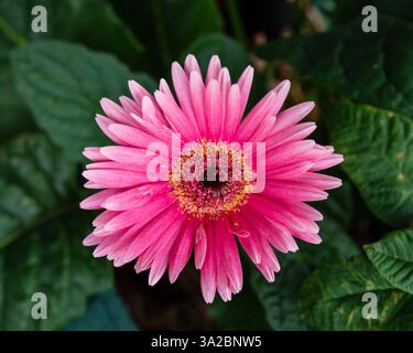Fleurs roses Gerbera avec de nombreux pétales Banque D'Images