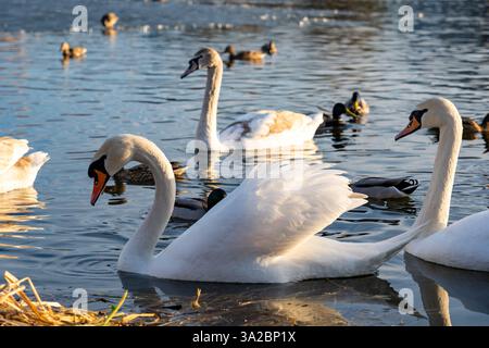 Deux cygnes élégants glissent à travers un lac tranquille entouré de canards pendant l'heure dorée. Le soleil jette une lueur chaude sur l'eau, créant un peacefu Banque D'Images