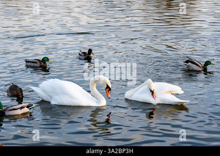 Deux cygnes élégants glissent dans des eaux calmes, accompagnés de plusieurs canards. Le cadre paisible capture la beauté de la faune interagissant dans un serein Banque D'Images